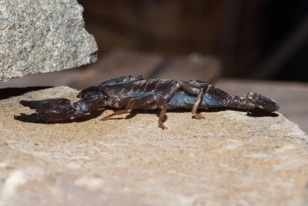 Scorpion Predatory Arachnid Order Scorpiones — ストック写真