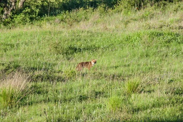 草坪上的红狐 — 图库照片