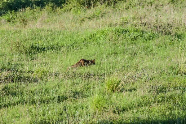 Kızıl Tilki otların arasında yürüyüş