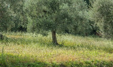 old olive  trees   in the garden 