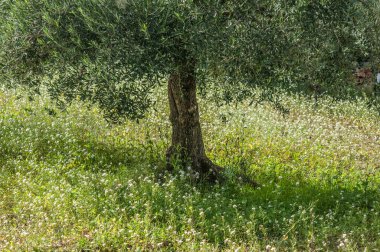 Bahçedeki eski zeytin ağacı 