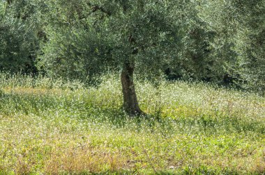 Bahçedeki eski zeytin ağacı 