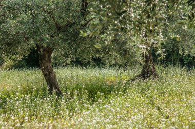 old olive  trees   in the garden 
