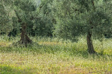 old olive  trees   in the garden 