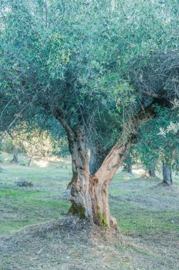 old olive  trees   in the garden 
