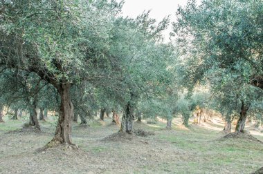 old olive  trees   in the garden 