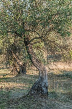 old olive  trees   in the garden 