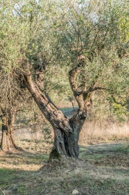old olive  trees   in the garden 