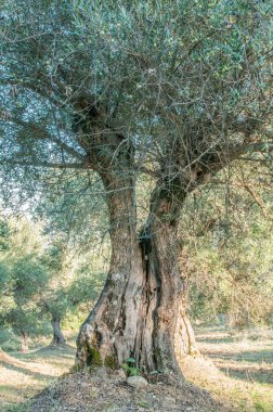 old olive  trees   in the garden 