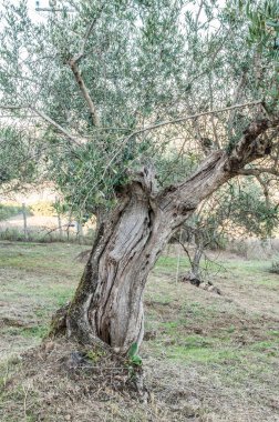 old olive  trees   in the garden 
