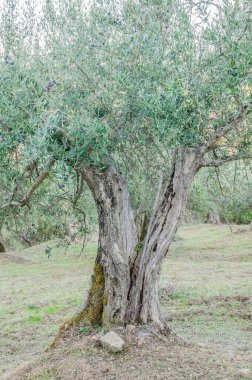 Bahçedeki eski zeytin ağacı 