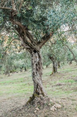 old olive  trees   in the garden 