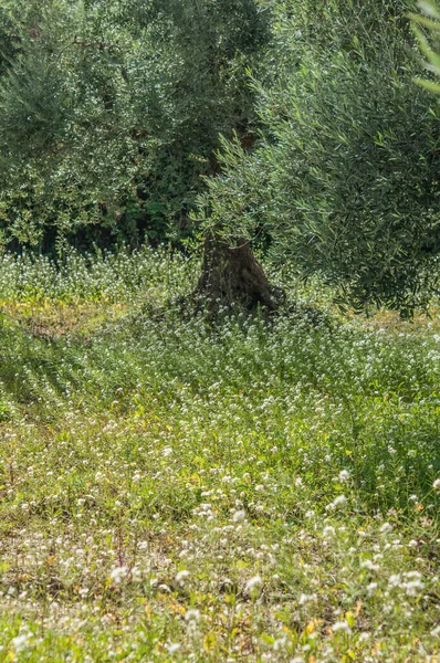 Old Olive Trees Garden — Stock Photo, Image