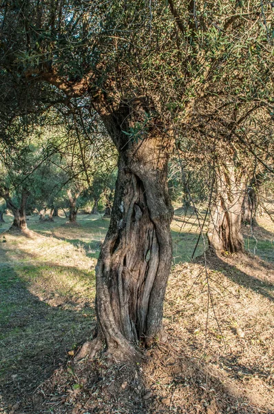 Old Olive Trees Garden — ストック写真