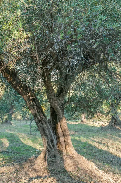 Old Olive Trees Garden — Stok fotoğraf