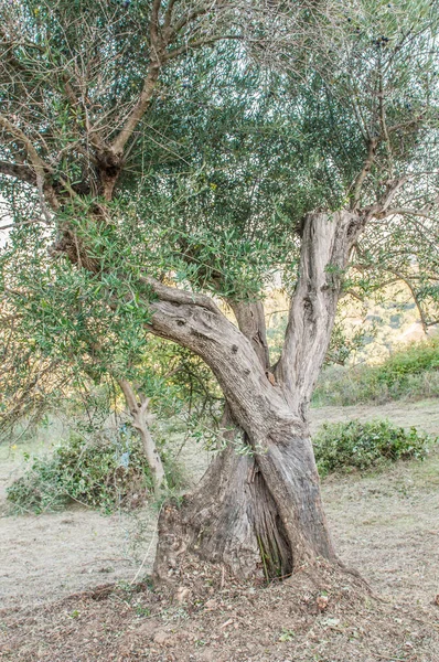 Bahçedeki Eski Zeytin Ağacı — Stok fotoğraf