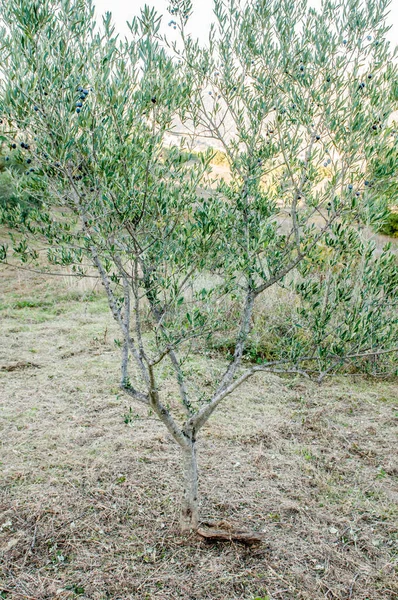 Drzewo Oliwne Ogrodzie — Zdjęcie stockowe