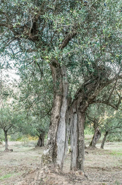 Old Olive Trees Garden — 图库照片