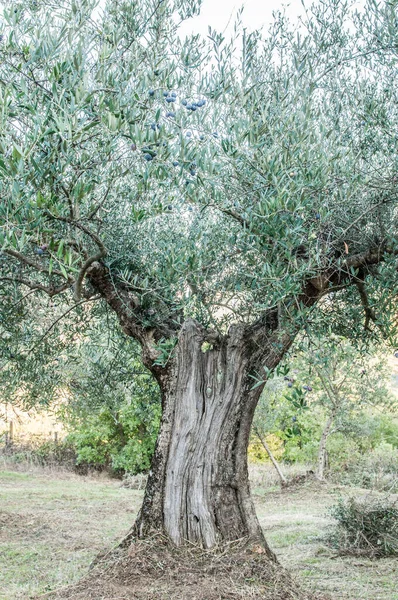 Bahçedeki Eski Zeytin Ağacı — Stok fotoğraf