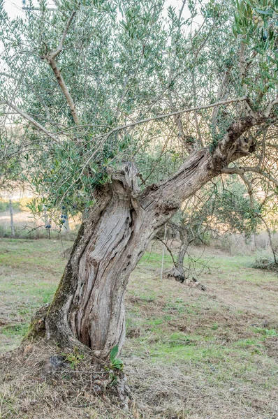 Old Olive Trees Garden — 图库照片