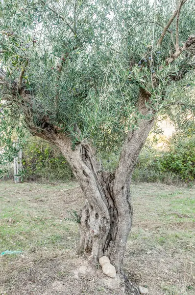 Stare Drzewo Oliwne Ogrodzie — Zdjęcie stockowe