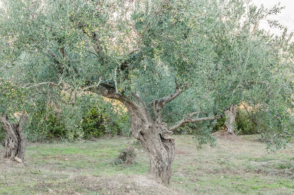 Old Olive Trees Garden — Stok fotoğraf