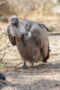A closeup of vulture in the zoo