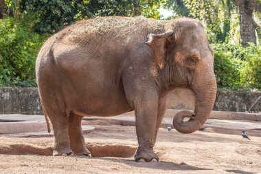 an african elephant in the zoo