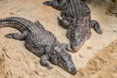 alligators in the zoo, wildlife