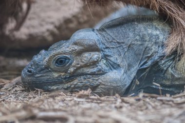 İguana, kertenkele familyası Iguanidae..
