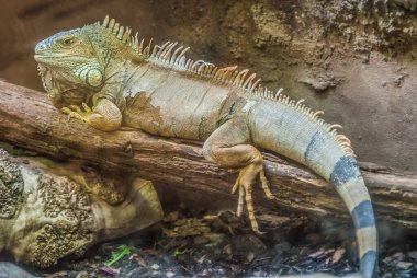  İguana, kertenkele familyası Iguanidae..