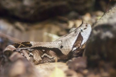 Bir yılana yaklaş, hayvan.