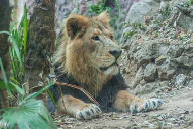 Hayvanat bahçesindeki güzel aslan, hayvan.