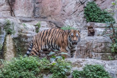 Hayvanat bahçesindeki güzel kaplan