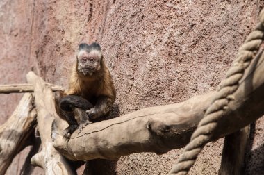 monkey in   zoo, outdoors