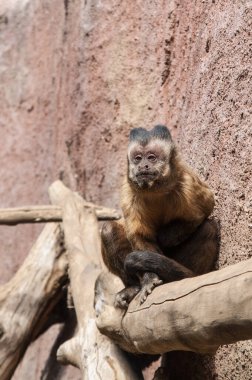 monkey in   zoo, outdoors