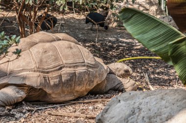 a large brown turtle in the zoo.