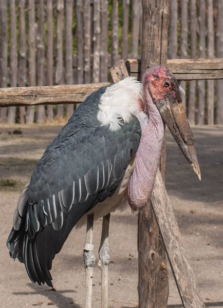 动物园里的马拉布鹤鸟 — 图库照片