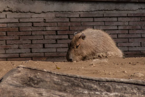 portrait of a cute beaver in zoo