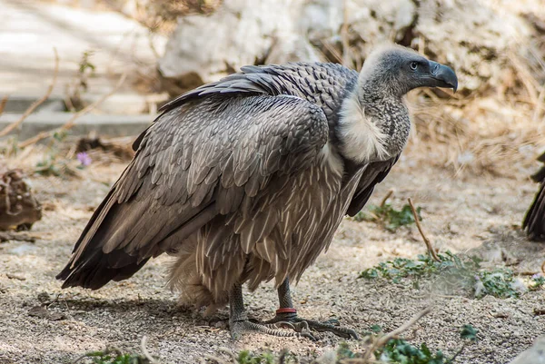Closeup Vulture Zoo — 图库照片