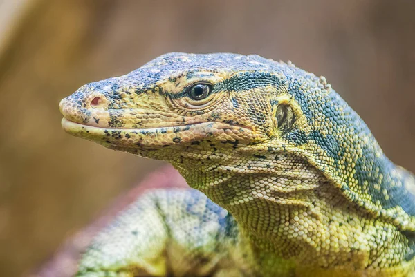 Iguana Lizard Family Iguanidae – stockfoto