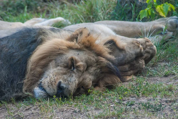 Beautiful Lion Lioness Zoo Animals — 스톡 사진