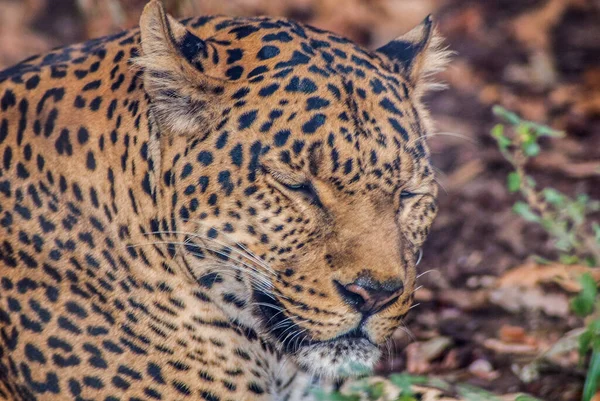 Hayvanat bahçesindeki çita, hayvan.