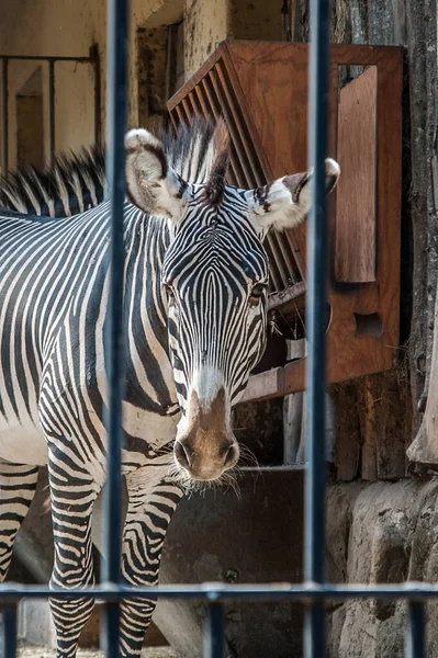 Nahaufnahme Porträt Von Zebras Zoo — Stockfoto