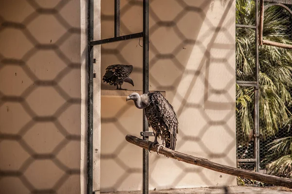 コンドル ラプトル鳥が檻の中に座っている — ストック写真