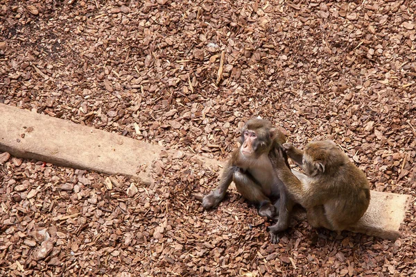 Affen Der Natur Tierwelt Zoo — Stockfoto