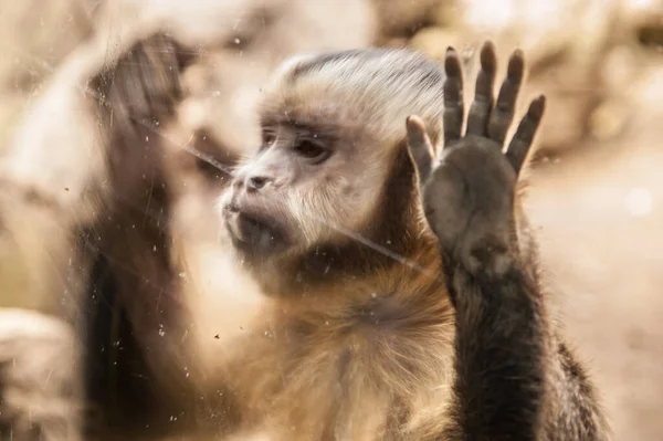 Monkey Zoo Outdoors — Stockfoto