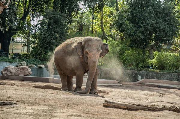 动物园里的非洲象 — 图库照片
