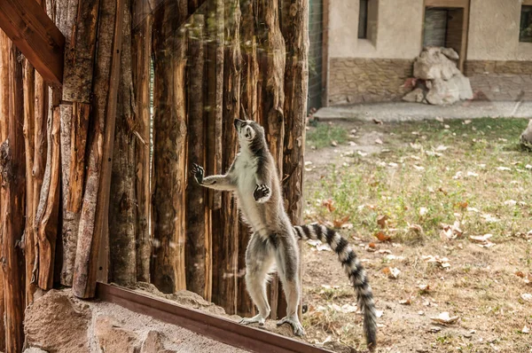 Ring Tailed Lemur Zoo Animal — 图库照片
