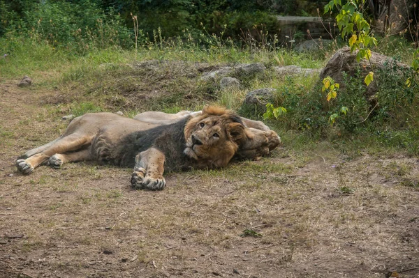 Beautiful Lion Lioness Zoo Animals — 스톡 사진
